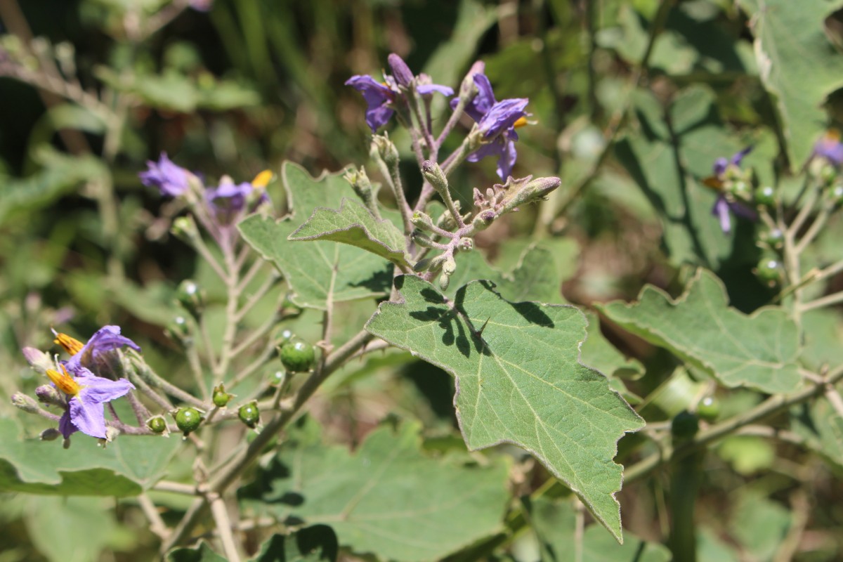 Solanum violaceum Ortega